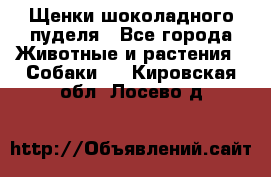 Щенки шоколадного пуделя - Все города Животные и растения » Собаки   . Кировская обл.,Лосево д.